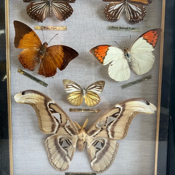 Vtg RARE Real taxidermy framed boxed moth/butterflies - Picture 3 of 14